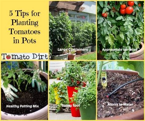 5 Tips For Planting Tomatoes In Pots How To Plan For Success Tomato