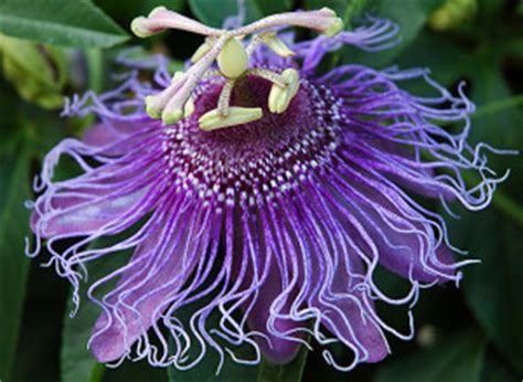 Zone 6 is host to an array of spectacular perennials: Passionflower Vine - HDG Landscape Design