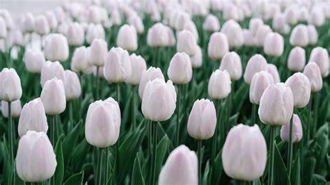 White Tulips Desktop Wallpapers Top Free White Tulips Desktop