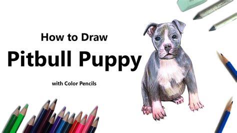 How To Draw A Pitbull Puppy With Color Pencils Time Lapse Youtube