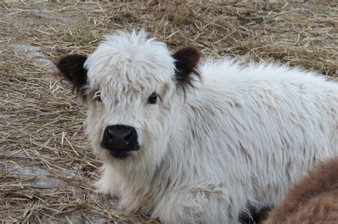 Spoiled Mini Highland Cow That Acts Like A Dog Is Just Too Cute Pet