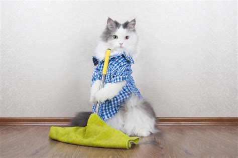 How To Keep Your House Clean With Cats Keeping Your House Clean When