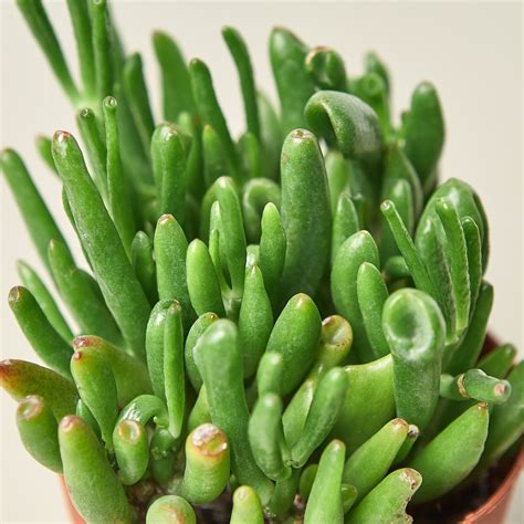 Crassula Ovata Gollum Jade Succulent 4 Pot — House Plant Shop