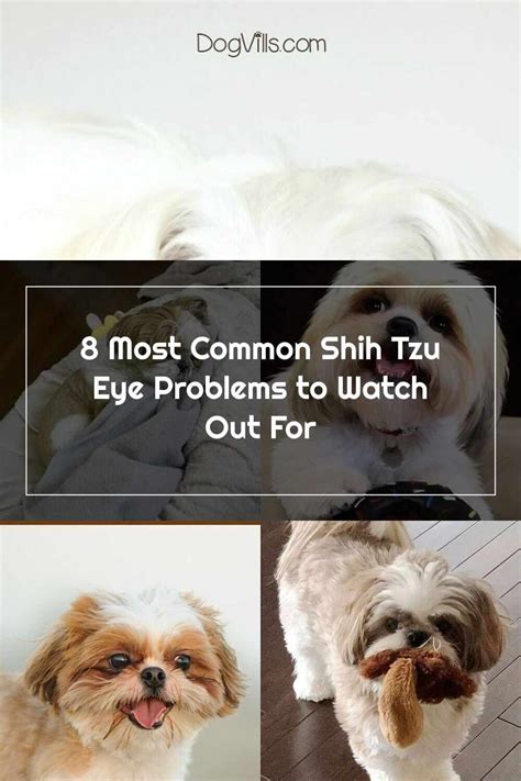 Shih Tzu 8 Most Common Shih Tzu Eye Problems To Watch Out For Shih Tzu