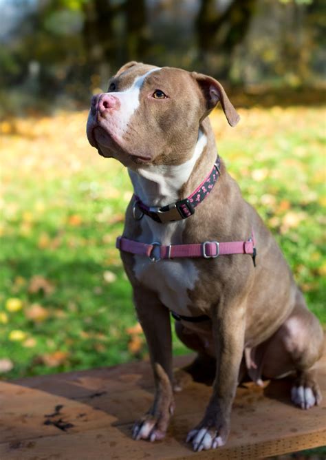 Shelter Dogs Of Portland Buttercup Cute Active Young Pitbull
