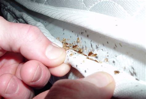 The Advantages Of Bed Bug Sheets Bedbugs