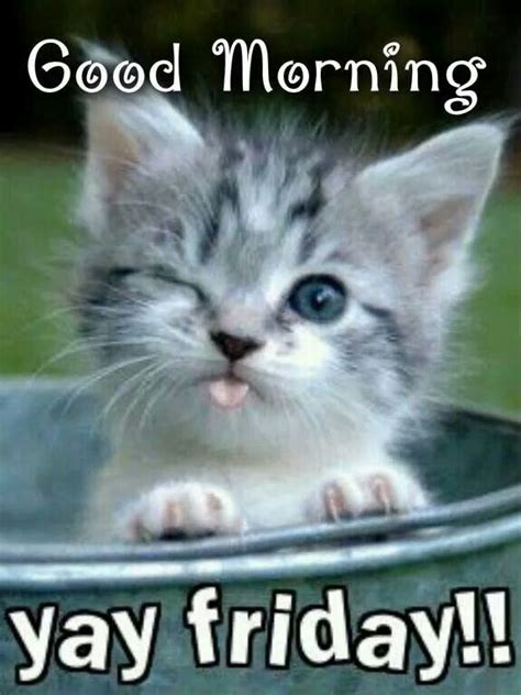 Happy Friday From Sante Dor Kittens Cutest Cute