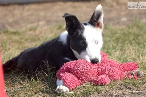 The puppies have been vet checked and are in very good health! Border Collie puppy for sale near Dallas / Fort Worth ...
