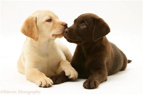 These puppies are only two weeks of age. Top 8 Labrador Puppies Who're Ready To Drop Your Jaw Like No One's Business!