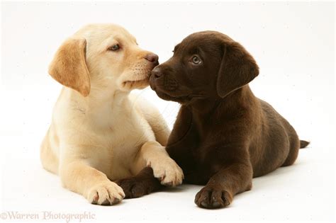 Labrador retrievers are one of the world's most renowned breeds. Top 8 Labrador Puppies Who're Ready To Drop Your Jaw Like ...