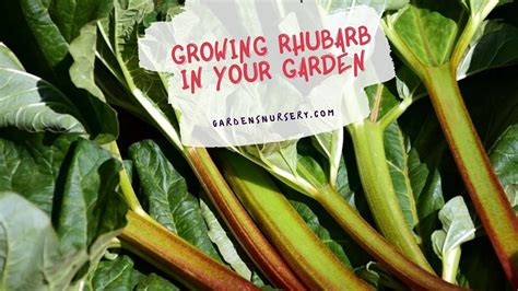 How To Grow Rhubarb In Your Garden With Top Gardening Tips Gardens