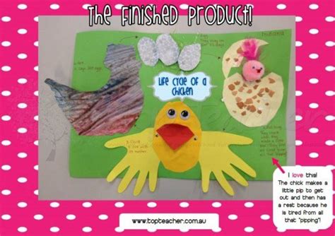 Pin By Pinner On Chicks Chicken Life Cycle Life Cycle Craft Chicken