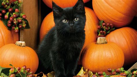 Pin By Ktinga Empire On Halloween Memes Black Cat