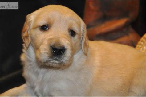 We raise golden retrievers because we love this breed and are committed to quality not quantity puppies. Golden Retriever Puppies Des Moines Iowa | PETSIDI