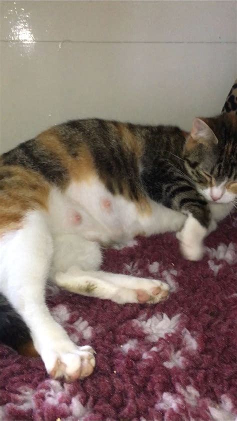 Ivy Feeling Very Pregnant Cat Rescue Cats Kittens