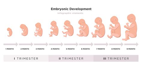 Embryonic Development Month By Month Cycle From 1 To 9 Month To Birth