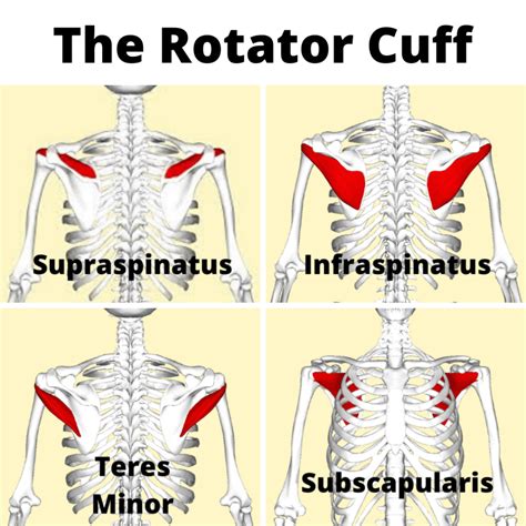 Complete Guide To Rotator Cuff Tears Tendinopathy And Subacromial