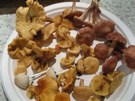 Are These Edible Gyms Georgiaweilii Territory Mushroom Hunting And