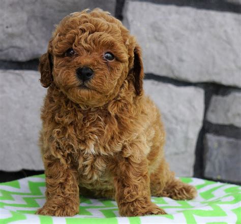 Aca Registered Miniature Poodle For Sale Millersburg Oh Male Javin