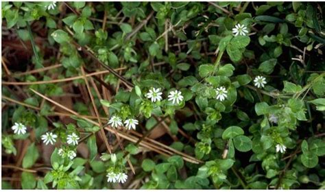 7 Common Weeds In Indiana Identification With Photos Lawn Affection