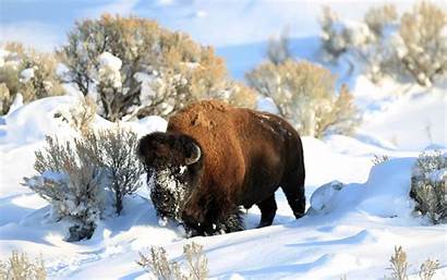 Bison Snow Nature Animals Winter American Desktop