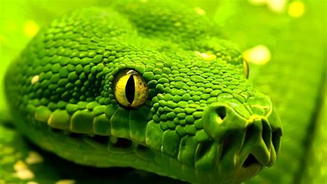 Cool Snake Wallpapers 63 Background Pictures