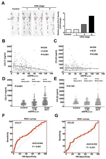 Cells Free Full Text C C Motif Chemokine Ligand 17 As A Novel