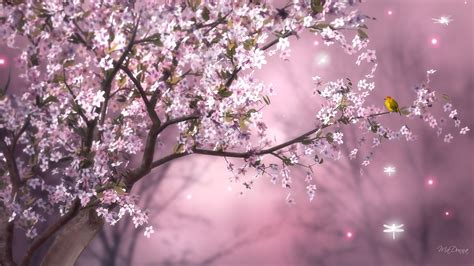 Cherry Blossom Tree Wallpaper 44 1920x1080