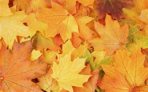 Autumn Leaves Wallpaper Wallpapersafari