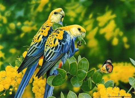 Beautiful Australian Parrot Beautiful Bird Wallpaper Birds Wallpaper