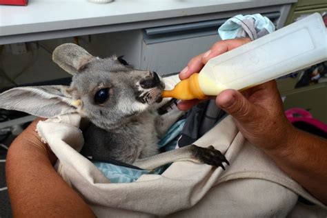 Animal Rescue Rspca South Australia