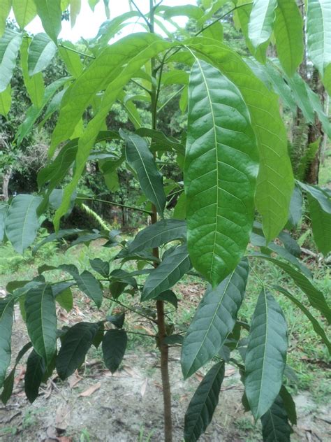 Belantara Borneo: Mengenal Jenis Pohon (3)