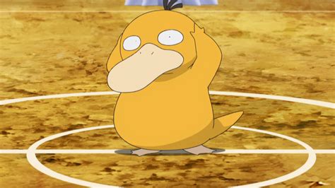 Misty S Psyduck Anime Pokémon Wiki Fandom Powered By Wikia