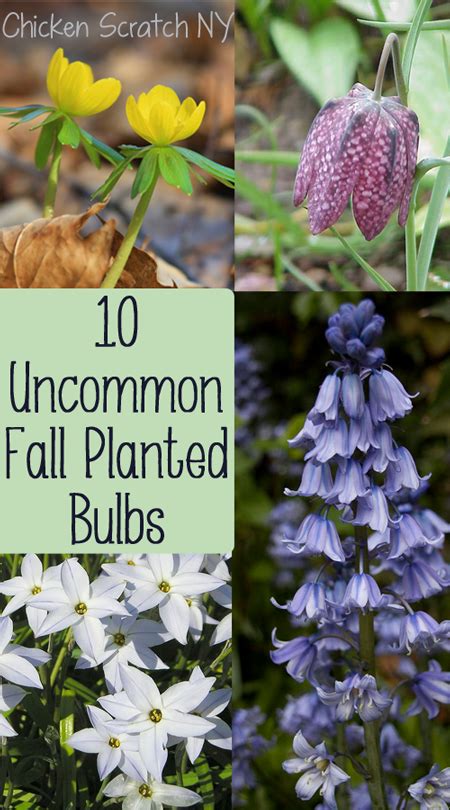 10 Uncommon Bulbs To Plant In The Fall