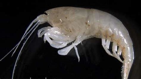 Noi Specii De Crustacee Descoperite în Apele Subterane Ale Australiei