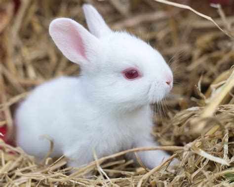Baby Rabbits Lenspiration