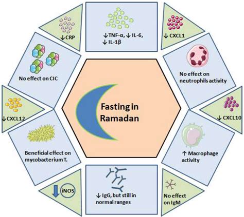 Frontiers Ramadan Fasting Exerts Immunomodulatory Effects Insights