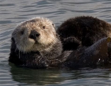 10 Interesting Sea Otter Facts My Interesting Facts