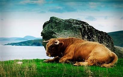 Bison Highland Scotland Cattle Wallpapers Animals Desktop