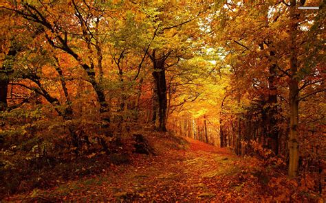 Forest Path And Golden Autumn Wallpapers Forest Path