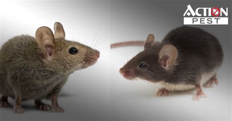 Action Pest Control Servicesrat Vs Mouse Whats The Difference And How