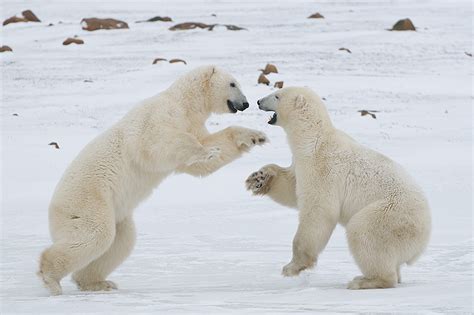Polar Bears Killing Time Sean Crane Photography