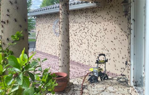 ‘apocalyptic Swarms Of Mormon Crickets Invade Nevada Homes