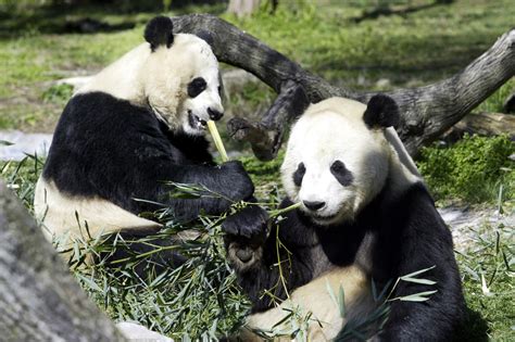 Giant Pandas May Leave Us Zoos As Trade War Rages