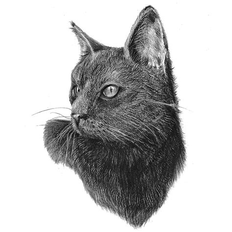 Black Cat Drawing By Maja Tulimowska Chmielewska Fine Art America