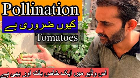 tomatoes pollination process کب اور کیسے youtube