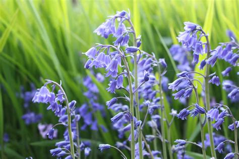 How To Grow Wood Hyacinth Spanish Bluebell Gardeners Path