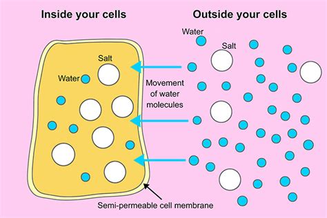 Cell Biology Dp Biology Ib Recap