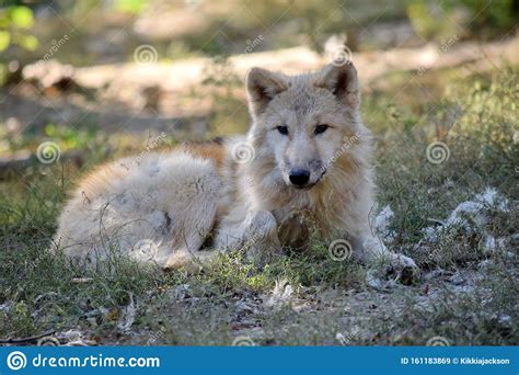 Young White Arctic Wolf Canis Lupus Arctos Lying In The Forest Stock