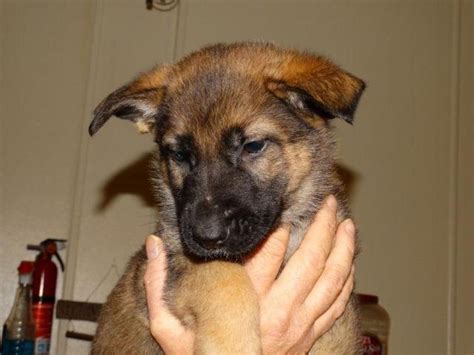 German shepherd dog puppy for sale near missouri, neosho, usa. AKC German Shepherd Puppies Available 4 February for Sale ...